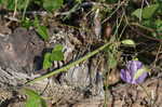 Butterflypea